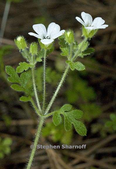 nemophila heterophylla 5 graphic